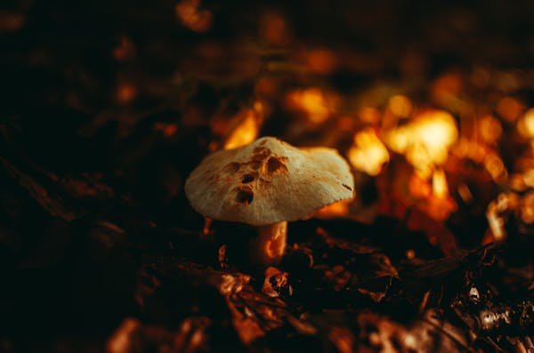 MushNGo : une expérience authentique avec les champignons adaptogènes